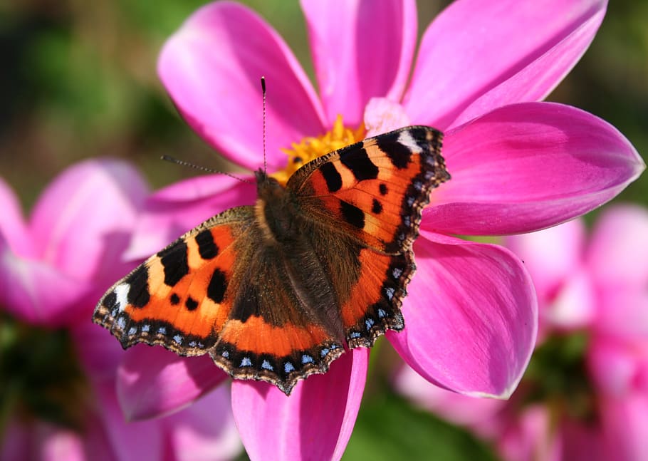 butterfly, pink, red admiral, flower, summer, nature, wildlife, insect, bloom, butterflies