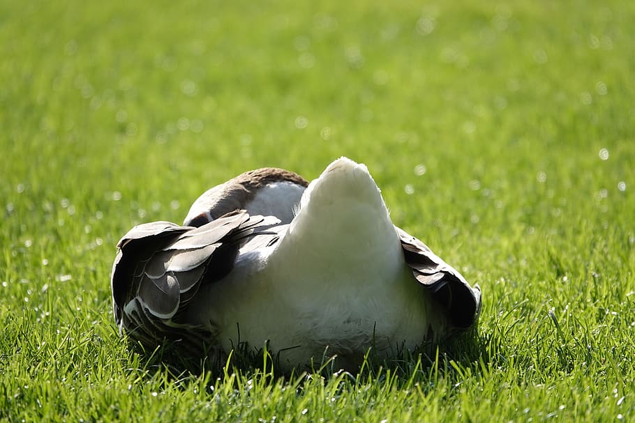 goose from the rear, sunny, morning, meadow, spring, rump, goose tail, aquatic animal, poultry, plumage