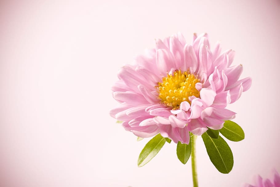 beautiful, closeup, flower, nature, nobody, petal, plant, spring, flowering plant, pink color