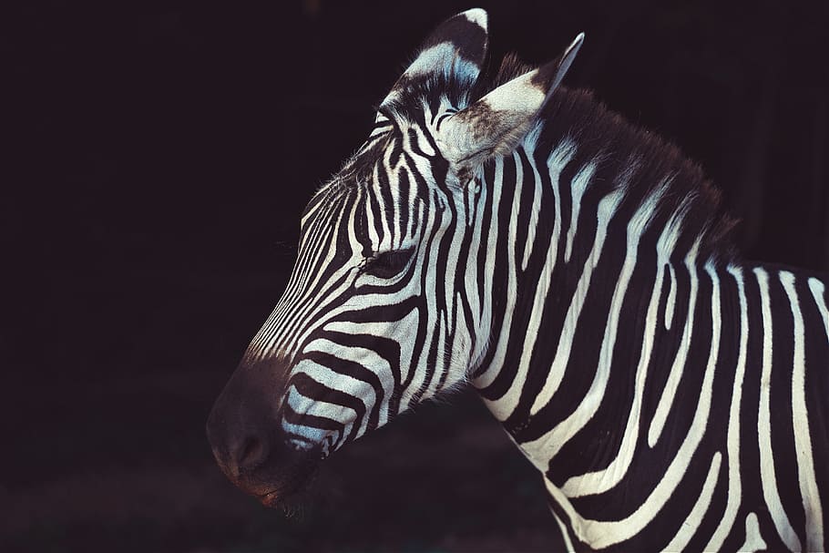zebra, garis-garis, hitam, putih, hewan, belang, tema hewan, margasatwa, hewan di alam liar, satu hewan