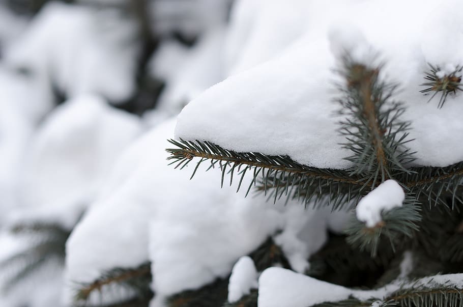 pine branches, the first snow, winter, snow, cold temperature, white color, plant, close-up, day, nature