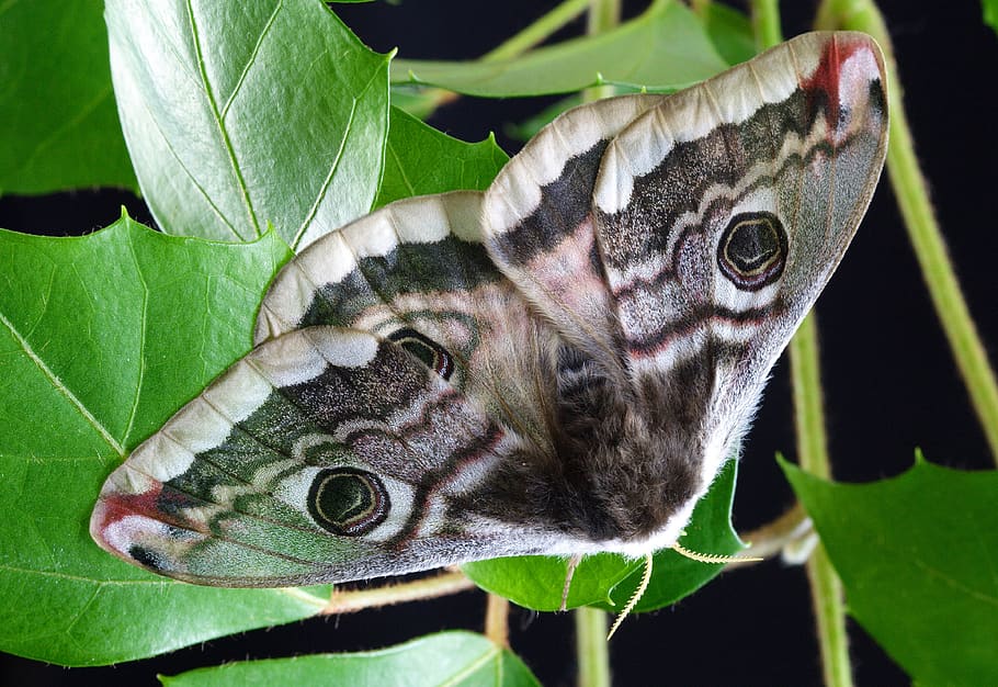 mariposa, asas, antena, fêmea, padrão, mimetismo batesiano, primavera, inseto, rosto, animal