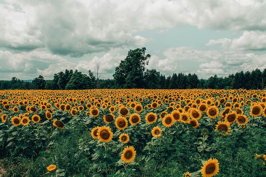 sunflower, field, summer, spring, yellow, flower, fauna, nature, cloudy, sky