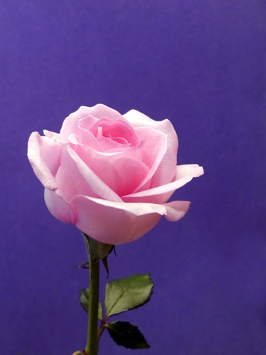 pink, rose, violet background, background., pictures of flowers, pictures of roses, photos of roses, rose pictures, rose images, pink rose images