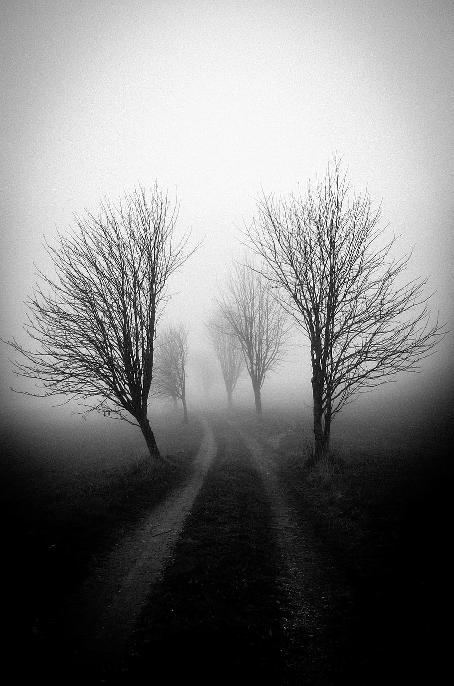 nevoeiro, árvore, sombra, humor, melancolia, outono, misterioso, atmosférico, trevas, solitário