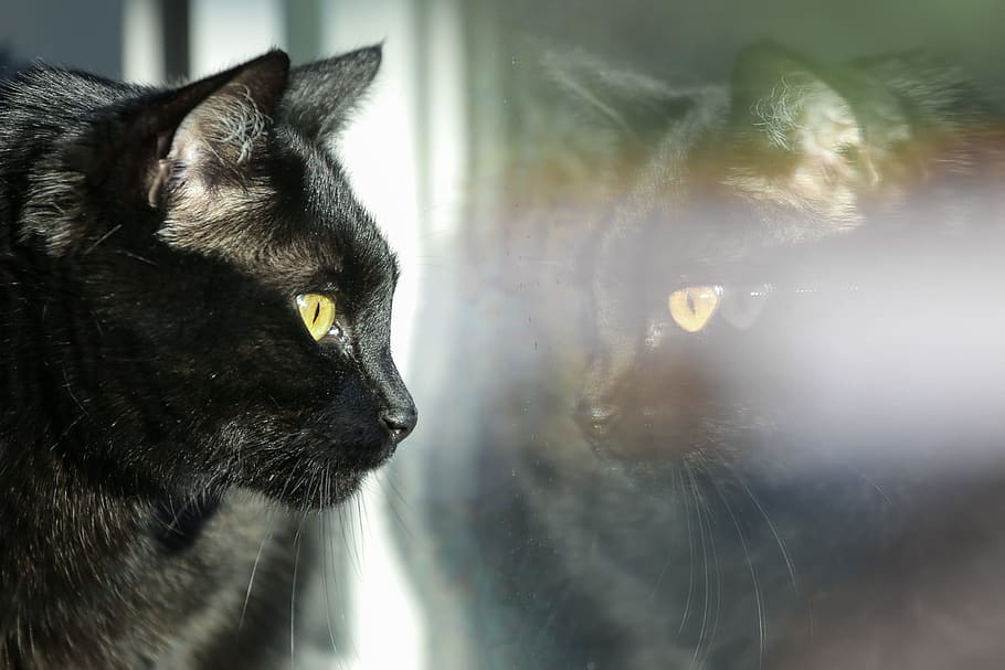 gato doméstico, reflejado, ventana, observación, acontecimientos, yarda., animal, negro, cara, pelaje