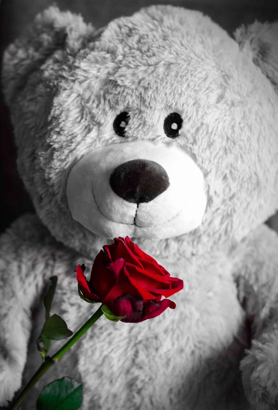 teddy, rose, love, teddy bear, romantic, cute, affection, romance ...