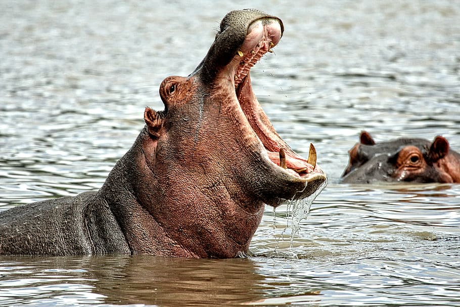hipopótamo, animales, áfrica, mamíferos, safari, mamífero, colorido, agua, feliz, agradable
