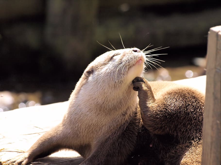 otter, grooming, animal, happy, bliss, smile, animal themes, animal wildlife, mammal, animals in the wild