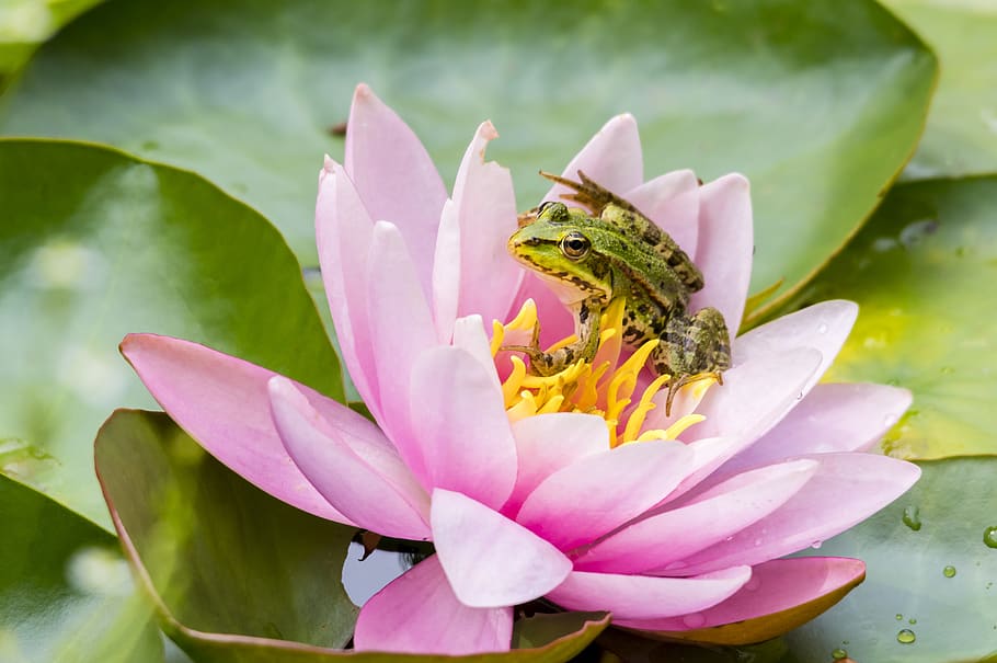 frog, nature, amphibian, animal, water, green, flower, waterlily, flowering plant, plant