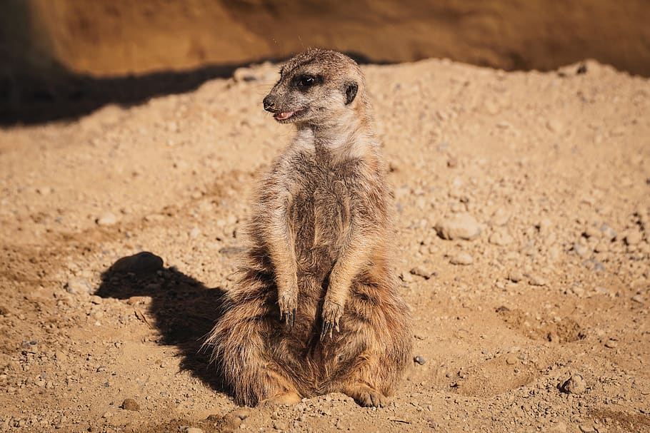 meerkat, funny, watch, zoo, cute, mammal, nature, curious, guard, attention