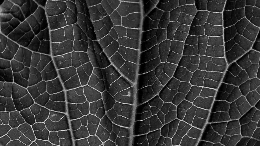 leaf, leaf texture, grain, sw, black white, veins, close up, black and white, background, backgrounds