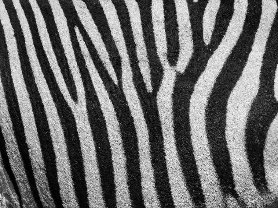 zebra, zebra pattern, pattern, stripes, black and white, black, white, hartmann's, portrait, animal