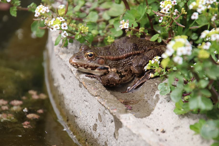 frogs, amphibians, white flowers, spring, freshness, nature, animals, water, basin, beautiful