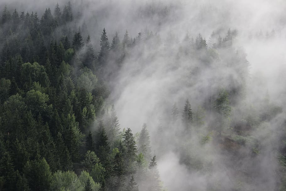 black, fog, forest, gray, green, pines, trees, white, tree, plant