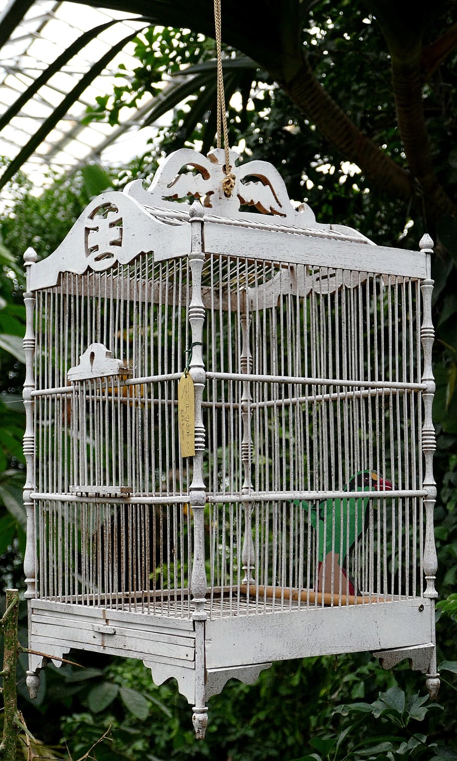 cage, boxed, bars, wood, bird, caged, birds, sad, bird cage, caught