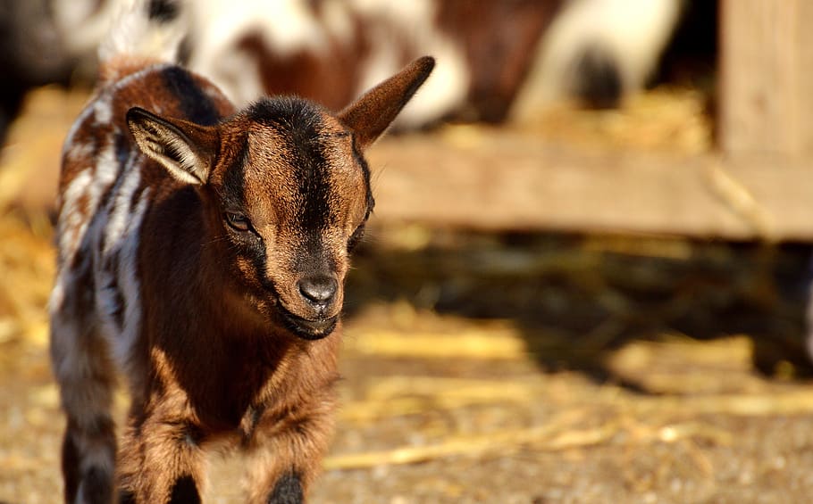 goat, wildpark poing, young animals, playful, romp, cute, small, young, fur, animal