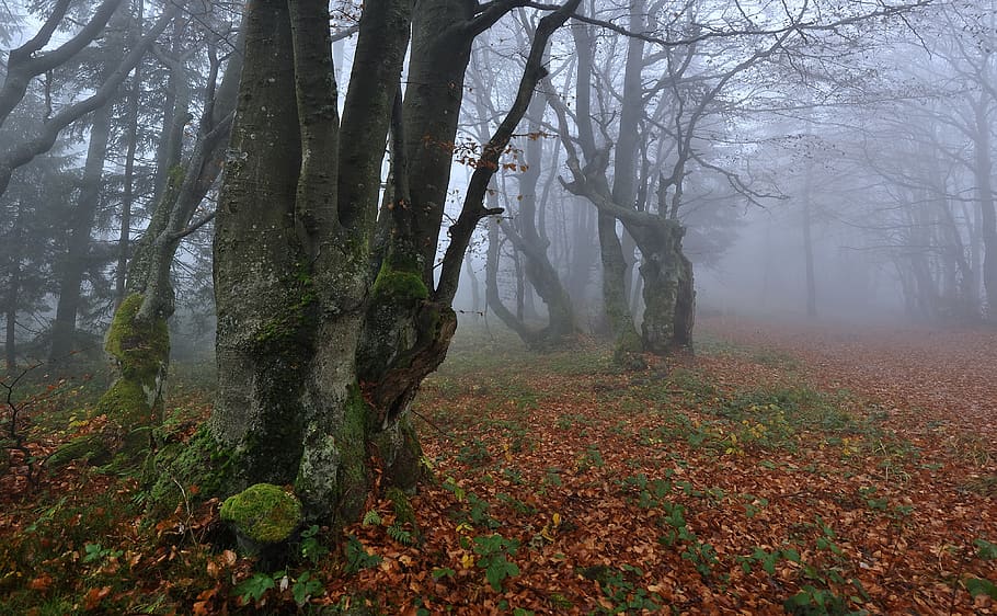 beeches, the fog, autumn, forest, nature, landscape, beech, tree, depression, sadness