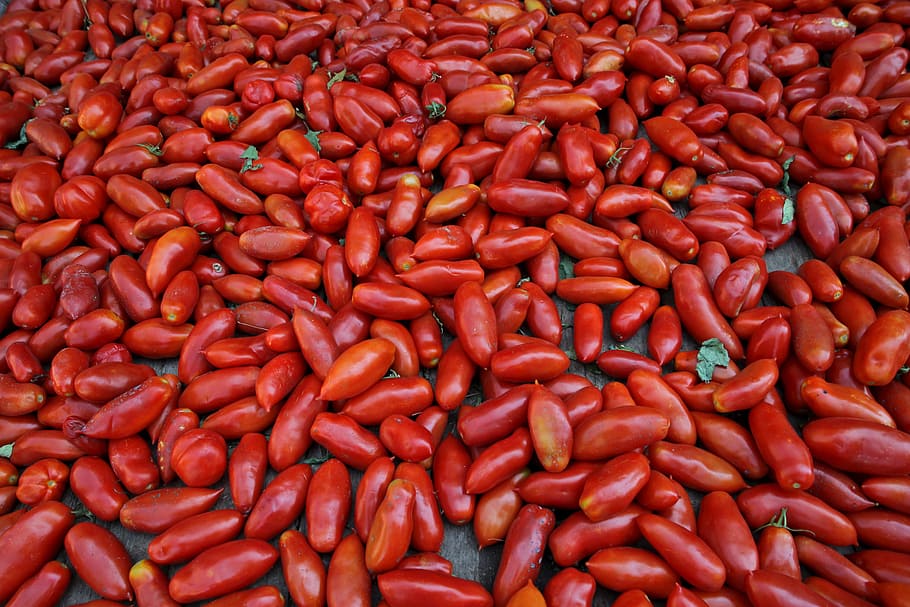 panjang, merah, segar, dipetik, tomat menyebar, lantai, tanaman, pertanian, kelompok, dapur