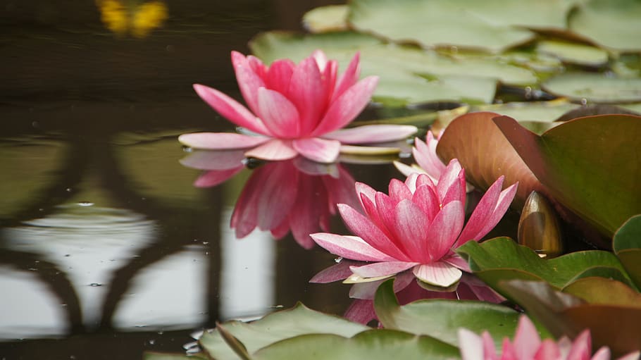 water lilies, pond, garden pond, teichplanze, bloom, pond flower, flower, flowering plant, water, water lily