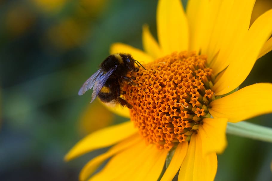 пчела, цветок, желтый, лето, природа, макро, мед, шмель, цветущее растение, лепесток