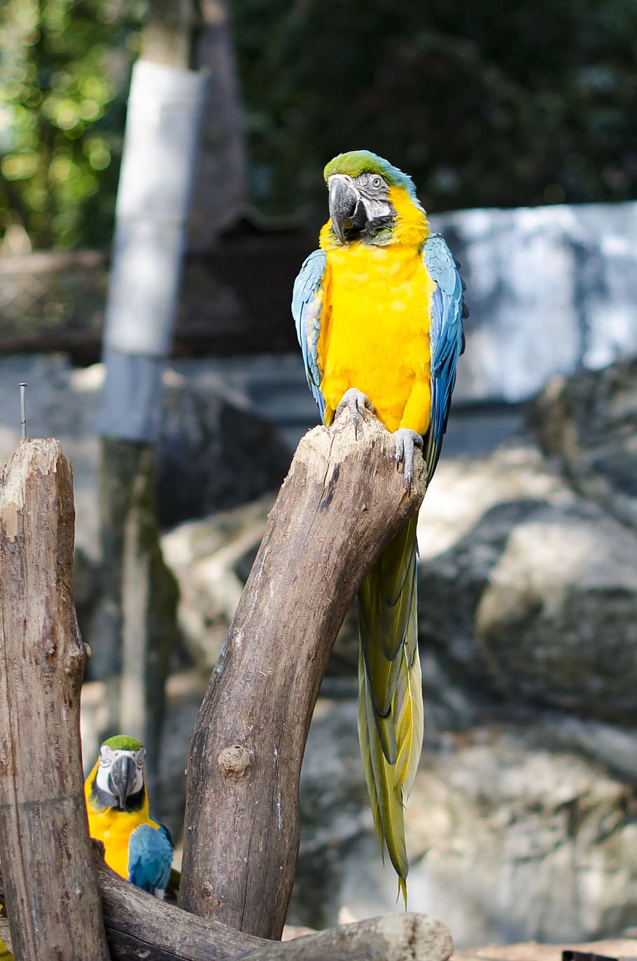 papagaios, jardim zoológico, pássaro, tropical, arara, exótico, natureza, papagaio, isolado, amarelo