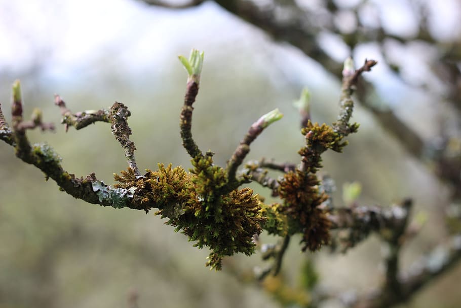 lichen, branch, tree, nature, moss, fouling, yellow, green, close up, aesthetic