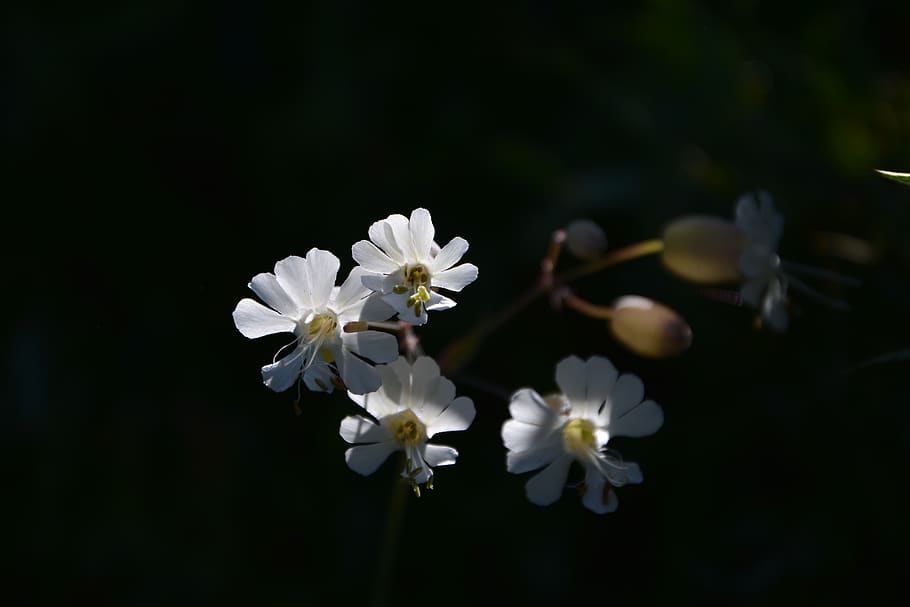 el acibuc, hierba áspera givisgan, áspero yapiskanotu, flores blancas, decorativas, primavera, planta, blanco, naturaleza, verano