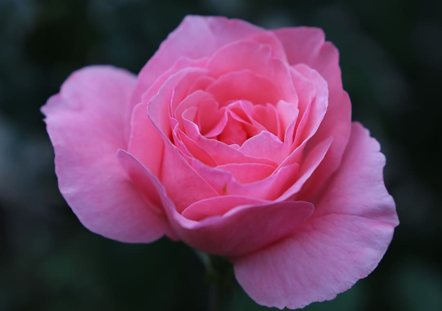 papillon rosa rosa, flor, delicado, romántico, tarde, naturaleza, al aire libre, planta floreciendo, pétalo, fragilidad