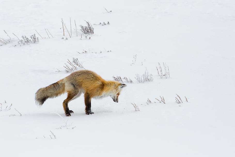fox, red, looking, hunter, hunting, wildlife, nature, snow, winter, predator
