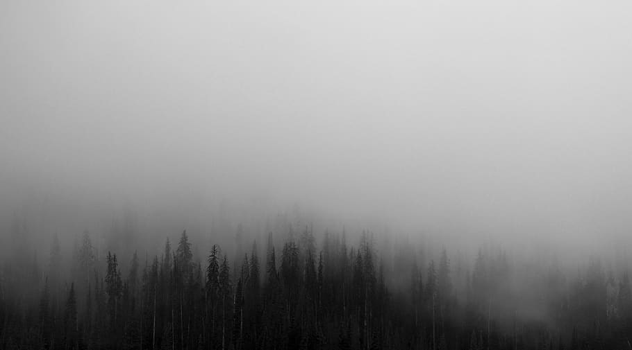 hill, fog, forrest, nature, valley, dawn, forest, tree, plant, woodland