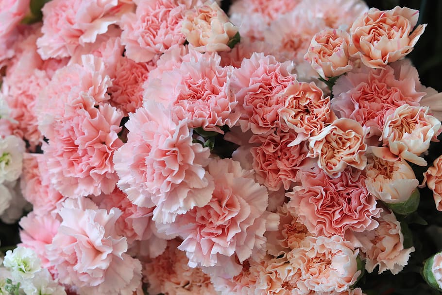 flowers, pink, romance, floral, romantic, carnation, plants, anniversary, flowering plant, pink color