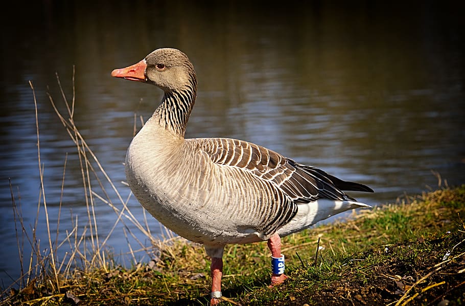 goose, view, skeptical, greylag goose, water bird, nature, poultry, wild goose, plumage, feather
