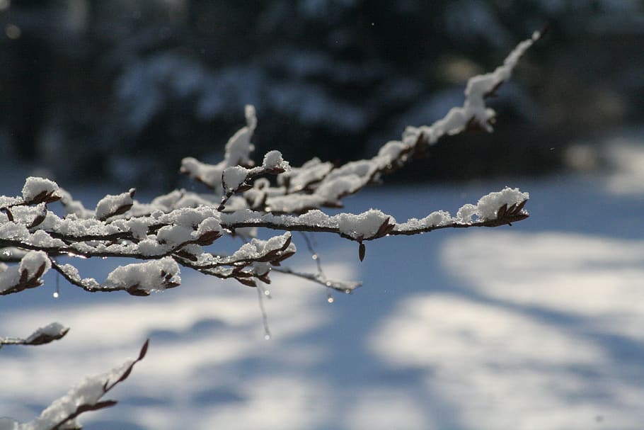 snow, branch, tree, winter, cold, nature, aesthetic, white, frost, hoarfrost