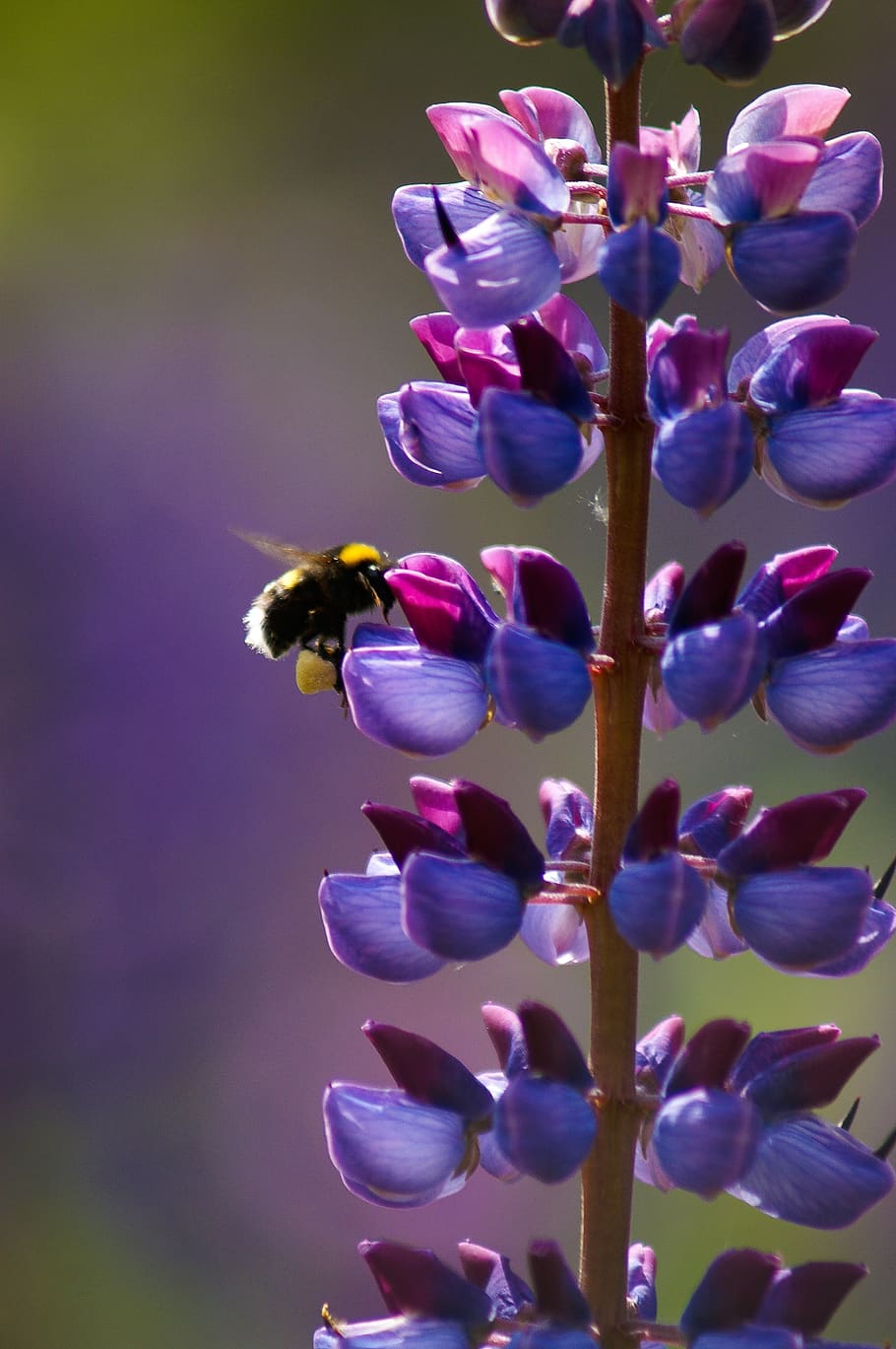 lebah, bunga, purpil, bookeh, bagus, tanaman berbunga, kerapuhan, keindahan di alam, ungu, kerentanan