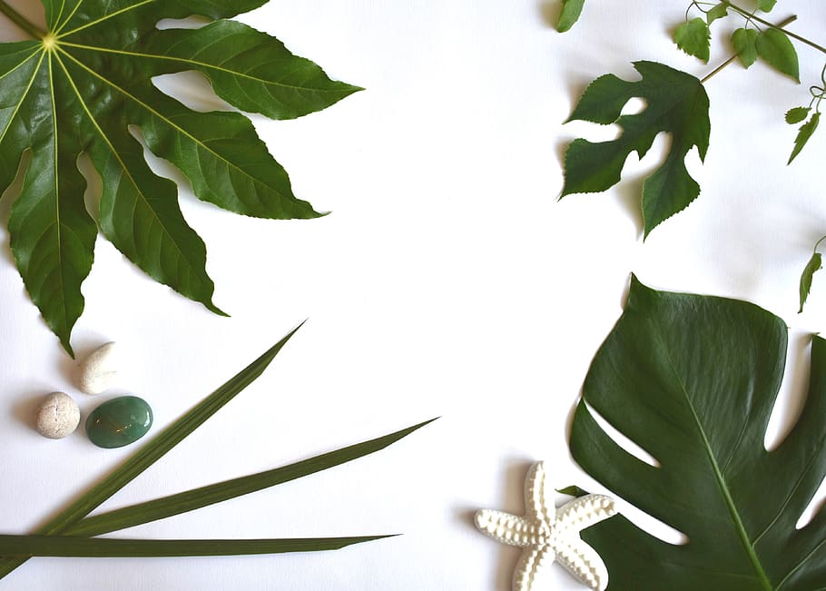 tropical, leaves, green, exotic, summer, plants, flat lay, flatlay, white space, leaf