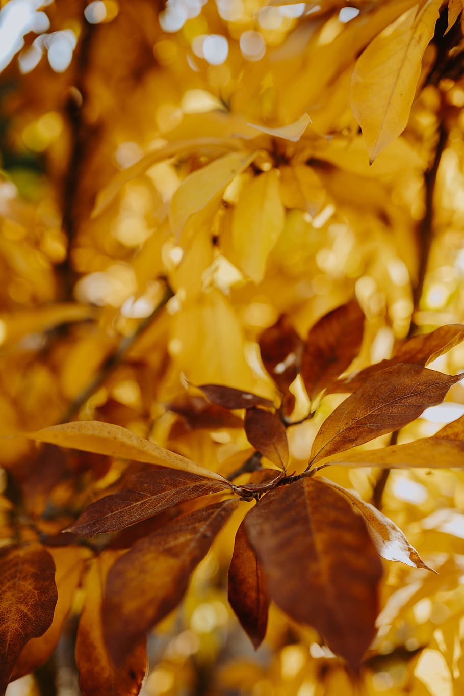 amarillo, hojas, magnolia, otoño, naranja, naturaleza, hoja, primer plano, fotograma completo, parte de la planta