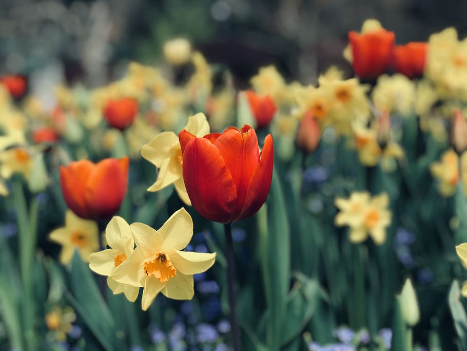 daffodils, yellow, flowers, tulips, colourful, colour, blossom, blooming, bloom, spring