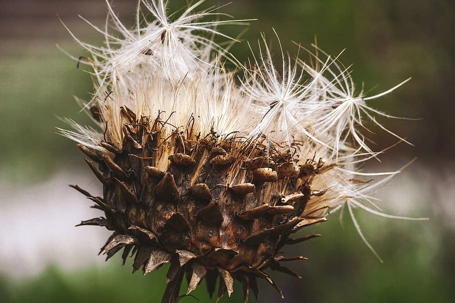 artichoke, flower, faded, seeds, flying seeds, transient, withered, transience, wither, time