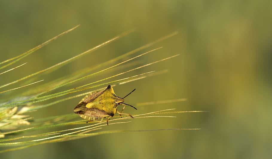 barley, ear, bug, leaf bug, insect, flight insect, macro, small, close up, sit