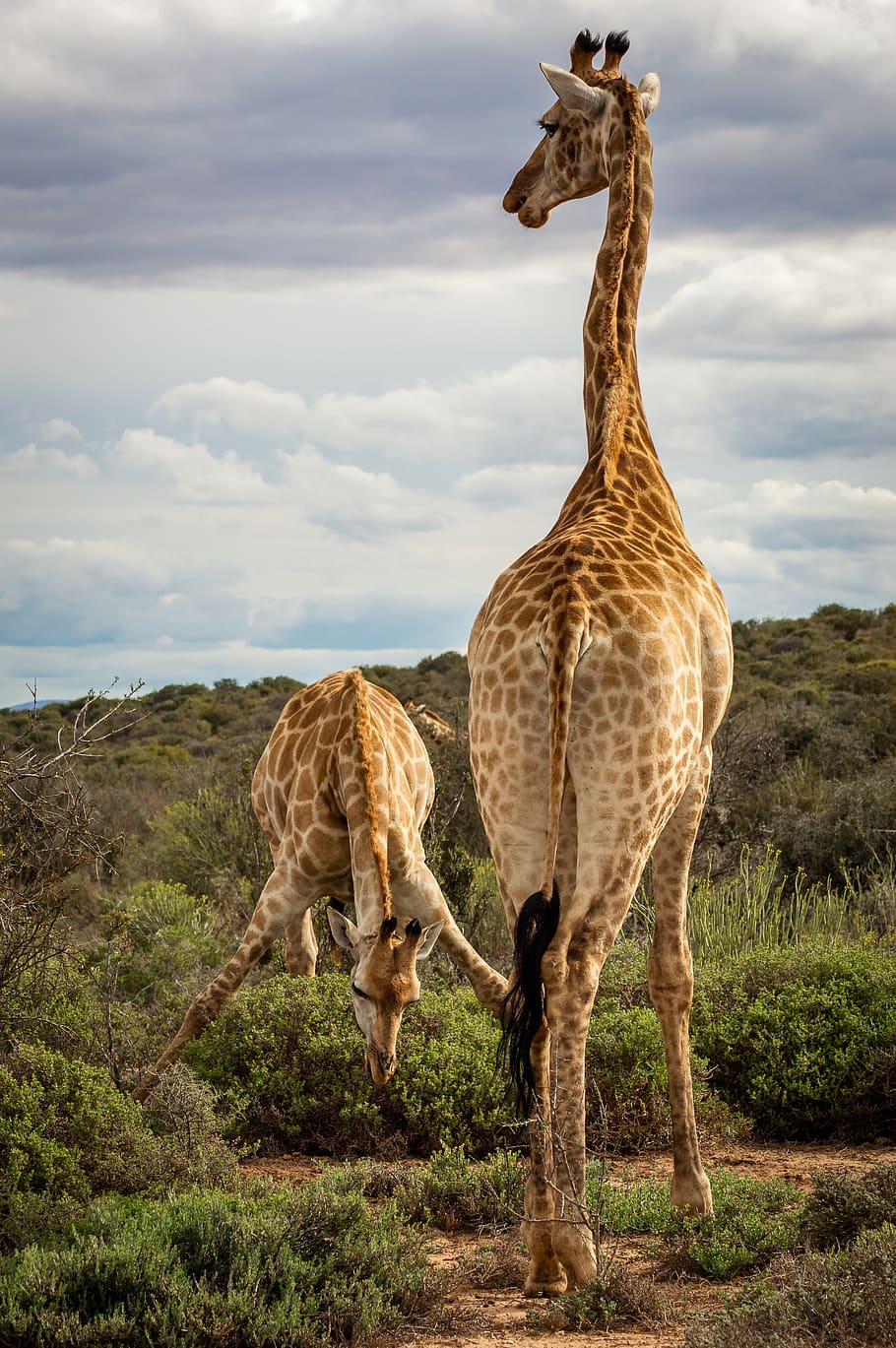 giraffe, safari, africa, savannah, bush, drink, spread, lower, animal world, neck