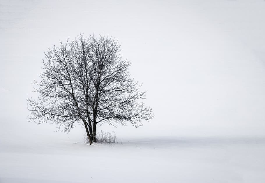 wood, winter, snow, nature, wintery, landscape, cold, snowy, lonely, bare tree