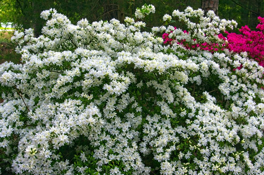 azaleas blancas en plena floración, flores, azalea, floración, primavera,  blanco, jardín, naturaleza, rododendro, abril | Pxfuel
