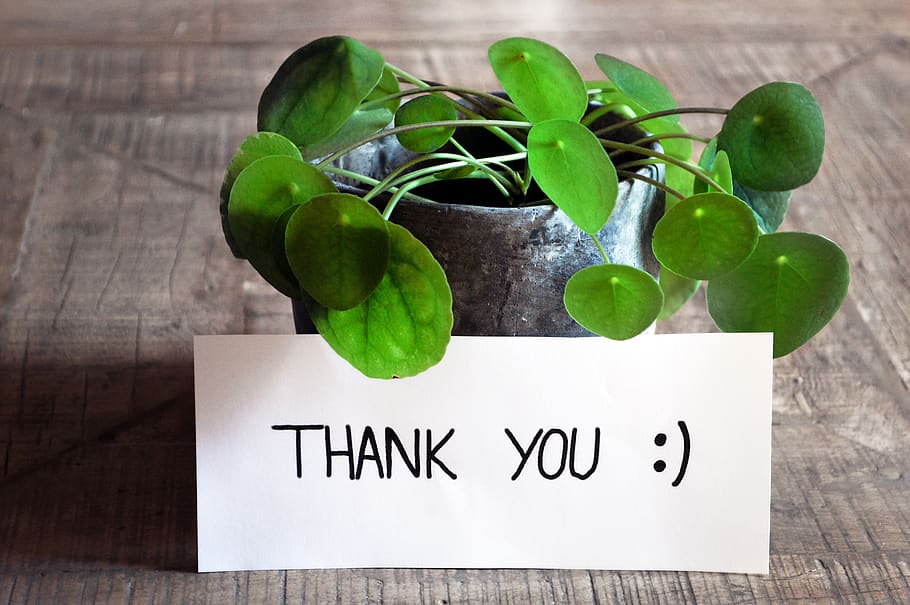 obrigado, cartão de agradecimento, mesa, plantar, panela, moderno, mesa de madeira, feedback, mapa, escrever