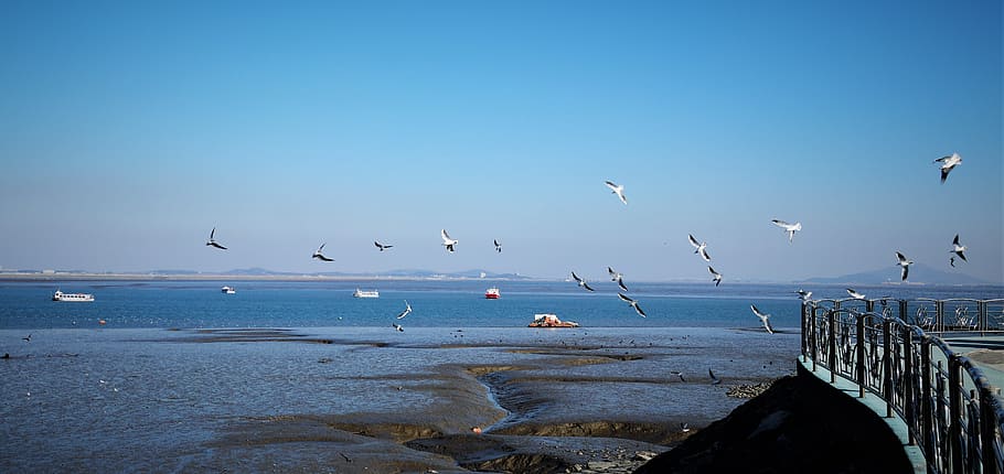 sea, seagull, tidal, sky, cloud, blue, zheng, birds, new, flight