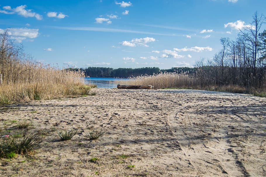 sandy, shore, forest lake, reeds, background, blue, sky, clouds, nature, water