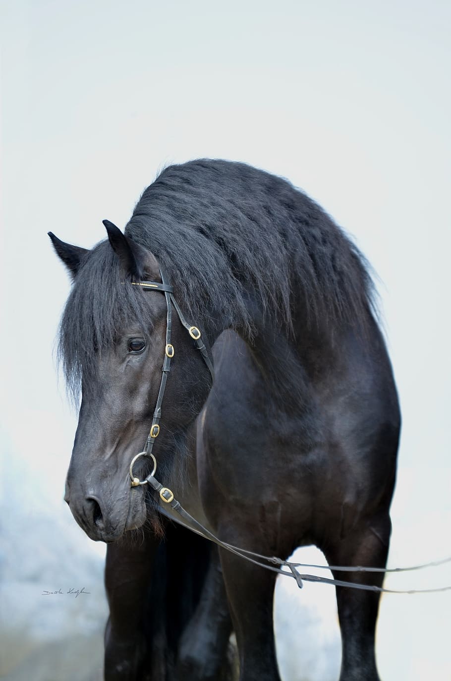 лошадь, лошади, черная лошадь, фрезийская, фрезийская лошадь, теплокровная, портрет лошади, жеребец, грива, красота