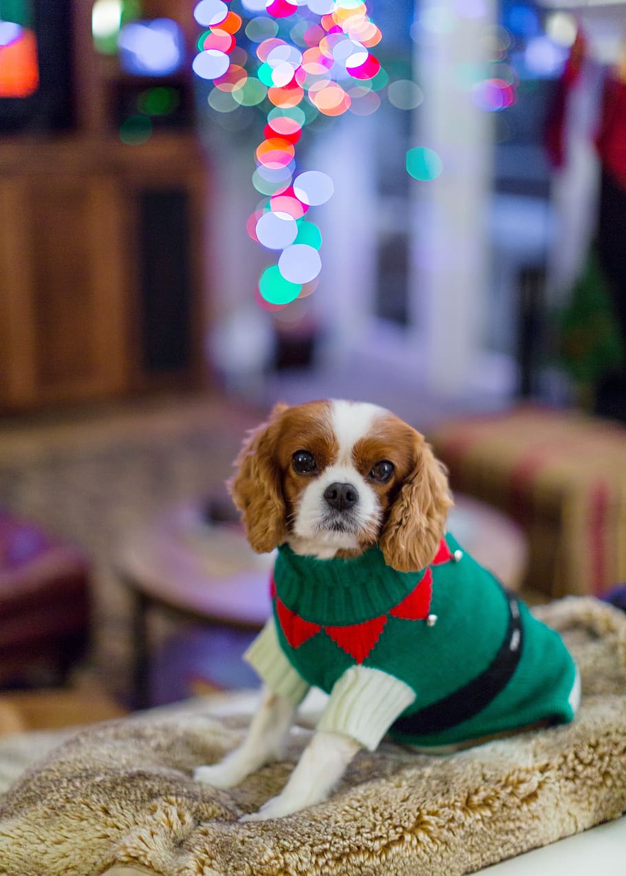 Royalty Free Cavalier King Charles Spaniel Photos Free Download Pxfuel