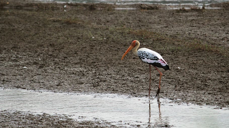 painted stork, stork, kerala, india, bird, beak, nature, wildlife, wild, outdoor