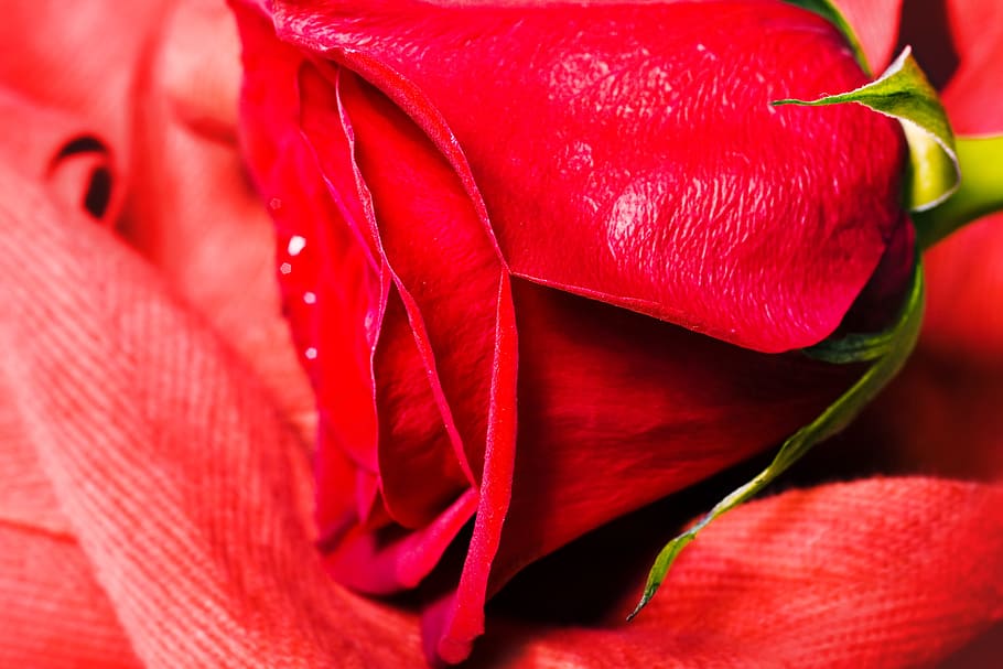 rose, red, stem, background, decoration, concept, closeup, green, floral, petal